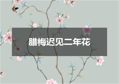 腊梅迟见二年花