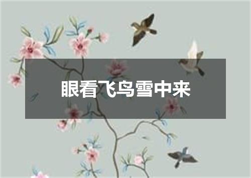 眼看飞鸟雪中来