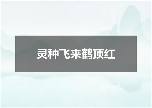 灵种飞来鹤顶红