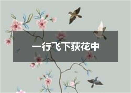 一行飞下荻花中