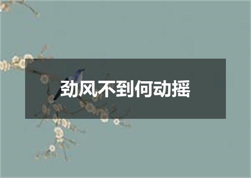 劲风不到何动摇
