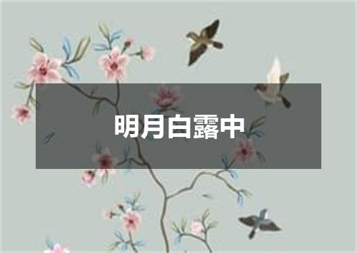 明月白露中