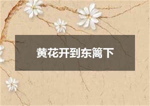 黄花开到东篱下