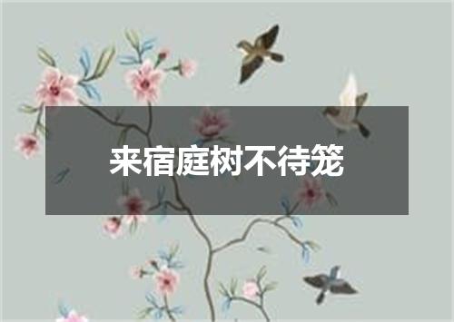 来宿庭树不待笼