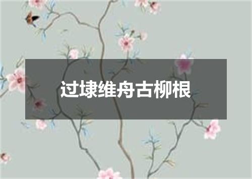 过埭维舟古柳根