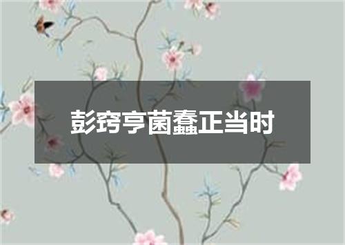 彭窍亨菌蠢正当时