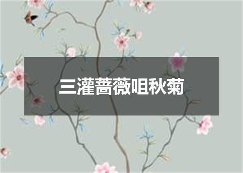 三灌蔷薇咀秋菊