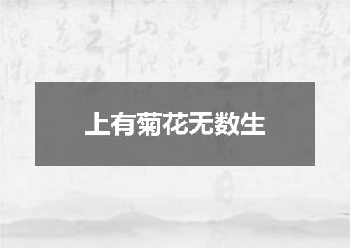 上有菊花无数生