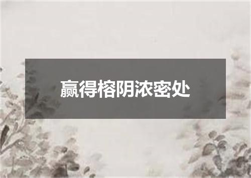 赢得榕阴浓密处