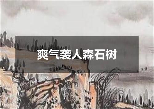 爽气袭人森石树