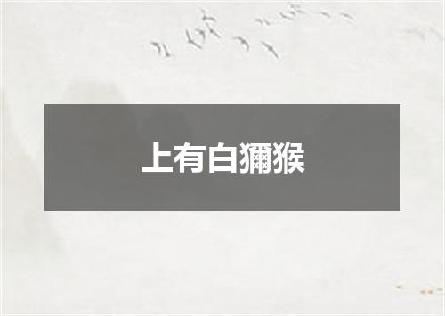 上有白獮猴