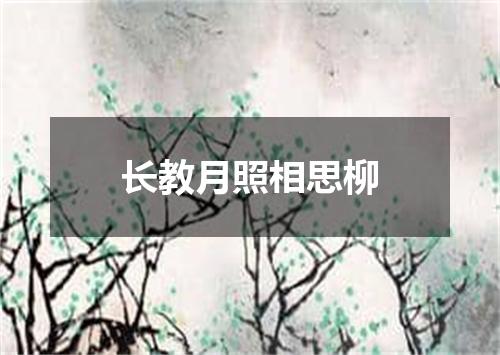 长教月照相思柳