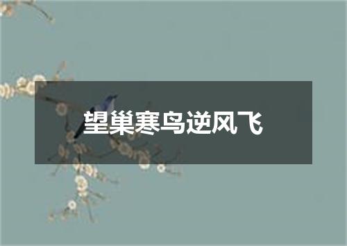 望巢寒鸟逆风飞