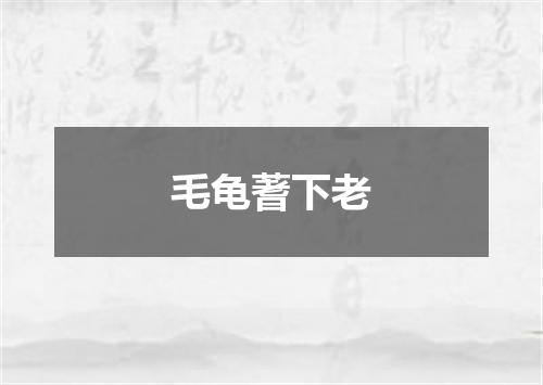 毛龟蓍下老