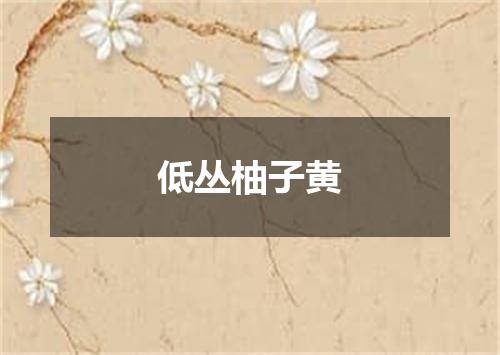 低丛柚子黄