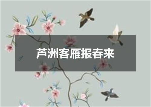 芦洲客雁报春来