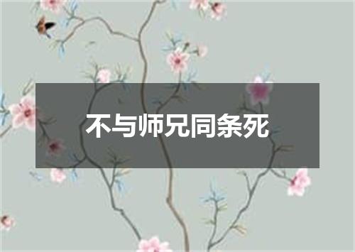 不与师兄同条死