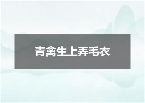 青禽生上弄毛衣