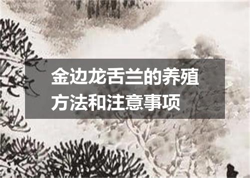 金边龙舌兰的养殖方法和注意事项