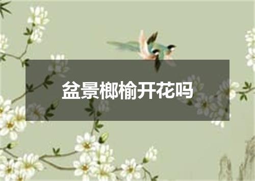 盆景榔榆开花吗