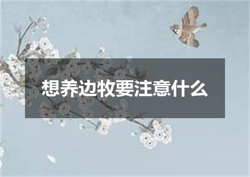 想养边牧要注意什么