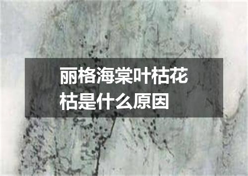 丽格海棠叶枯花枯是什么原因