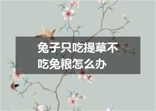 兔子只吃提草不吃兔粮怎么办