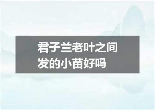 君子兰老叶之间发的小苗好吗