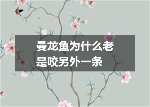 曼龙鱼为什么老是咬另外一条