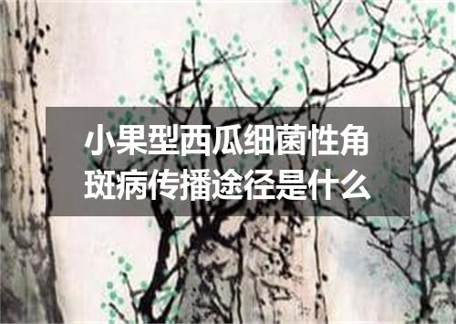 小果型西瓜细菌性角斑病传播途径是什么
