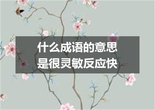 什么成语的意思是很灵敏反应快