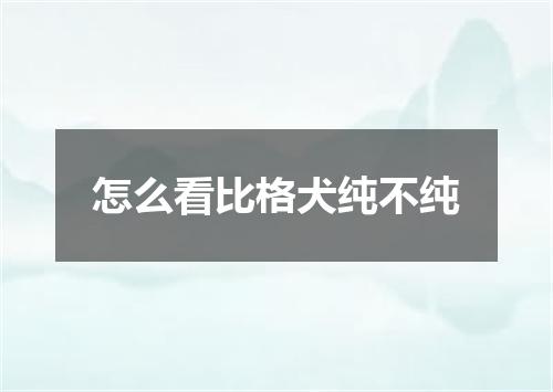 怎么看比格犬纯不纯