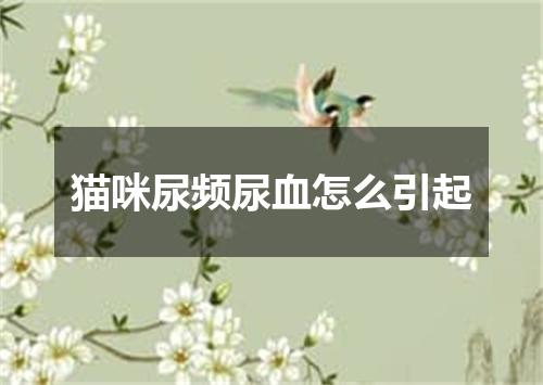 猫咪尿频尿血怎么引起