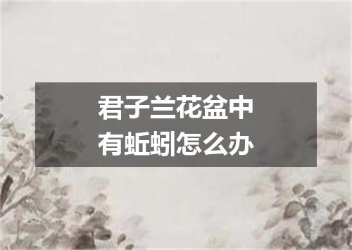 君子兰花盆中有蚯蚓怎么办