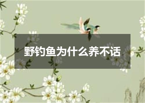 野钓鱼为什么养不话