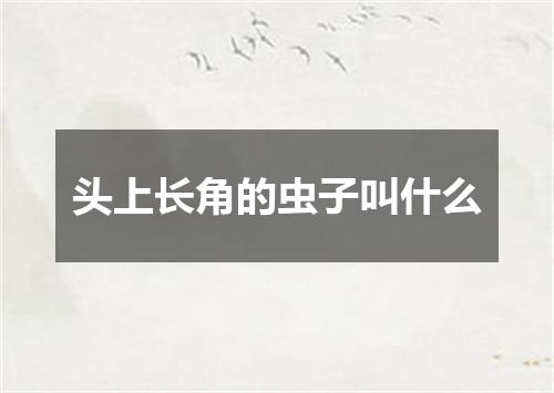 头上长角的虫子叫什么