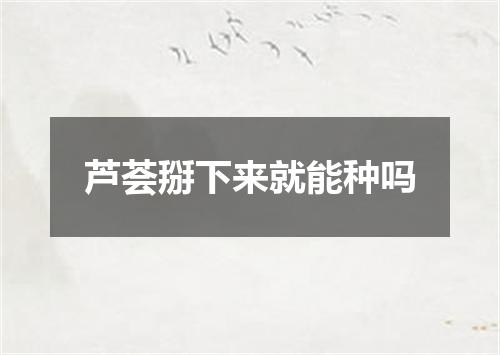 芦荟掰下来就能种吗