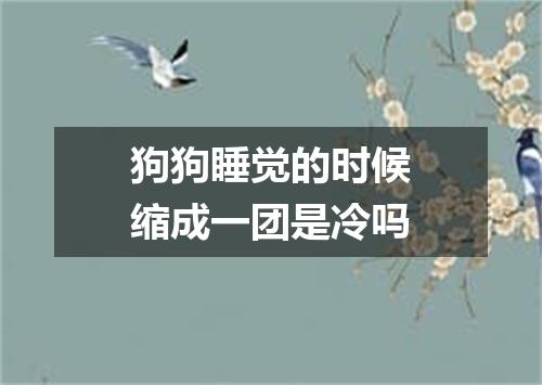 狗狗睡觉的时候缩成一团是冷吗