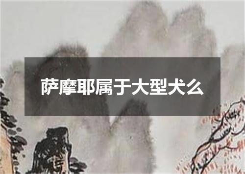 萨摩耶属于大型犬么