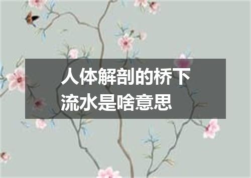 人体解剖的桥下流水是啥意思
