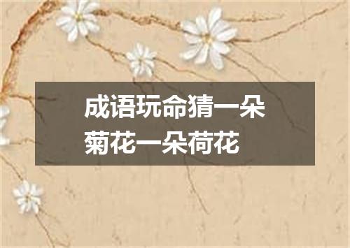 成语玩命猜一朵菊花一朵荷花