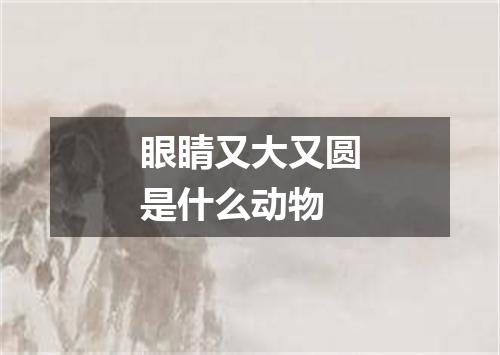 眼睛又大又圆是什么动物