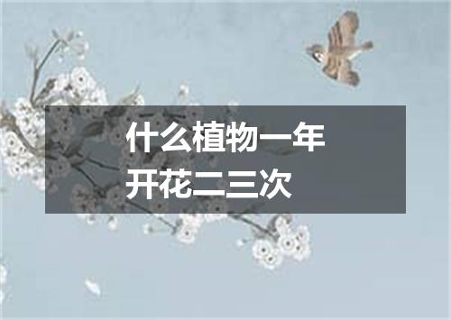 什么植物一年开花二三次