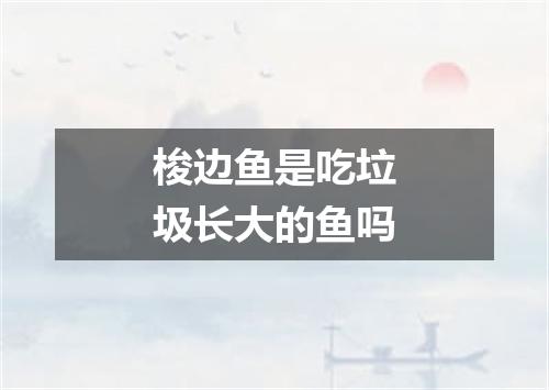 梭边鱼是吃垃圾长大的鱼吗