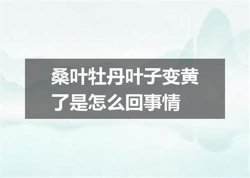 桑叶牡丹叶子变黄了是怎么回事情