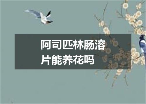 阿司匹林肠溶片能养花吗