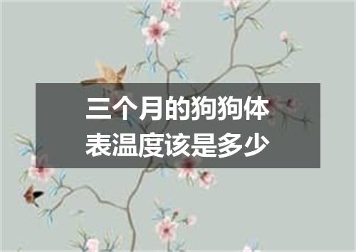 三个月的狗狗体表温度该是多少