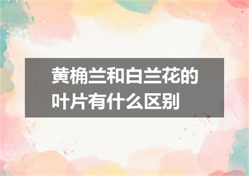 黄桷兰和白兰花的叶片有什么区别