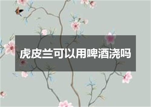 虎皮兰可以用啤酒浇吗