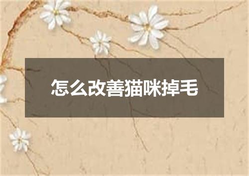 怎么改善猫咪掉毛